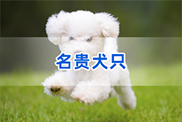 台州狗类动物鉴定